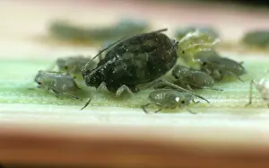 Sucker: Bird cherry aphid bearing young