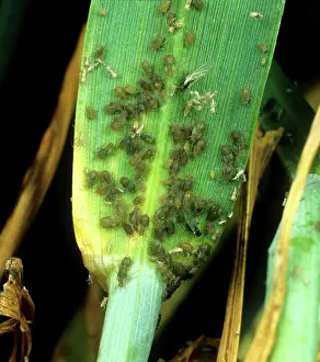 Rhopalosiphum: Bird-cherry aphid infestation