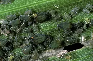 Rhopalosiphum: Bird-cherry aphids (Rhopalosiphum padi)