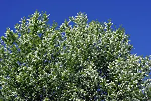 Cherries: Bird Cherry Blossom