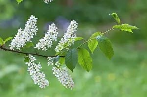 Cherries: Bird Cherry - close up of flowers and leaves
