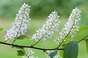 Cherries: Bird Cherry - close up of flowers and leaves