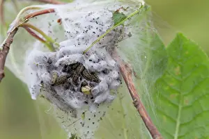 Army: Bird Cherry Ermine Moth Caterpillar army