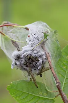 Army: Bird Cherry Ermine Moth Caterpillar army