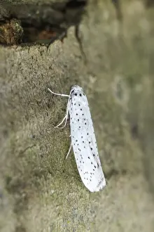 250417: Bird-cherry Ermine Moth, Norfolk UK