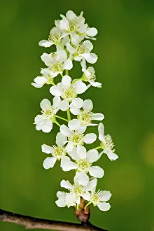 Cherries: Bird cherry - in flower, spring