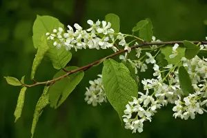 Cherries: Bird cherry - in flower, spring
