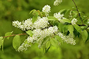 Padus: Bird cherry - in flower, woodland edge