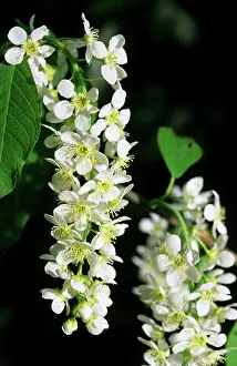 Clusters: Bird cherry flowering - typical plant on banks
