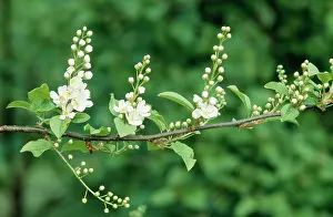 Padus: Bird Cherry Flowers