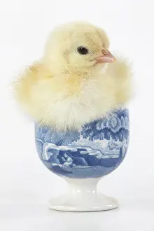 300620: BIRD. Chicken chick, 1 day old in an egg cup, studio
