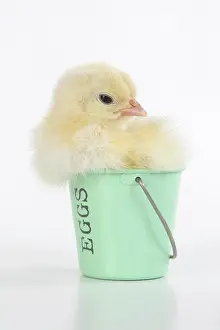 Bucket: BIRD. Chicken chick, 1 day old in an egg cup, studio