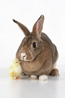 300620: BIRD. Chicken chick, 1 day old, with a rabbit