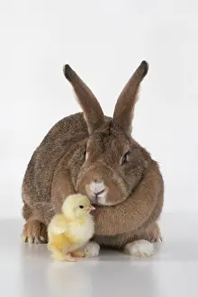 300620: BIRD. Chicken chick, 1 day old, with a rabbit