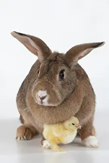 300620: BIRD. Chicken chick, 1 day old, with a rabbit