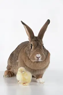 300620: BIRD. Chicken chick, 1 day old, with a rabbit