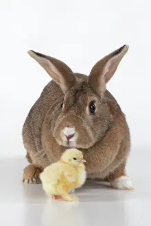 300620: BIRD. Chicken chick, 1 day old, with a rabbit