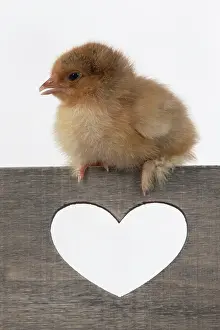 300620: BIRD. Chicken chick, 1 day old, sitting on wooden