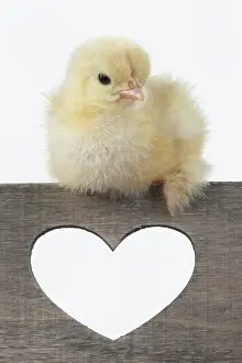 300620: BIRD. Chicken chick, 1 day old, sitting on wooden