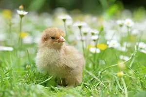 300620: BIRD. Chicken chick, in grass with buttercups and daisies