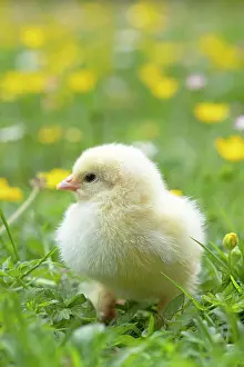 Buttercups: BIRD. Chicken chick, in grass with buttercups and daisies