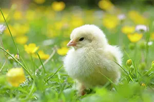 Buttercups: BIRD. Chicken chick, in grass with buttercups and daisies