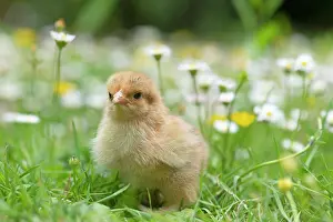 Buttercups: BIRD. Chicken chick, in grass with buttercups and daisies