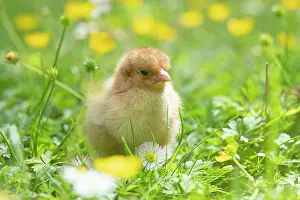 Buttercups: BIRD. Chicken chick, in grass with buttercups and daisies