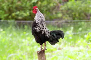 Crowing: BIRD - Cockerel Crowing