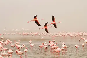 Phoeniconaias: Bird colony with Lesser flamingos (Phoeniconaias