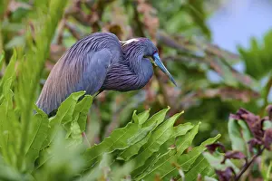 Miscellaneous: Bird with colourful feathers among dense plants in nature