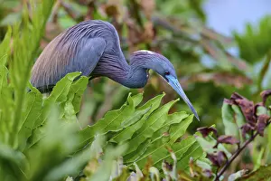 Searching: Bird in crouched position between plants