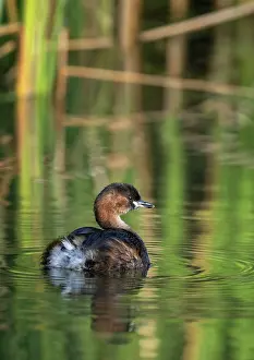John Daniels: BIRD. Dabchick / Little grebe, on water with reflection
