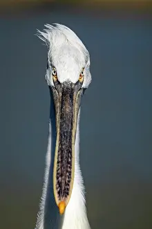 Head Shot: BIRD Dalmatian Pellican, head / portrait