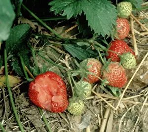 Strawberries: Bird damaged strawberries