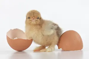 300620: BIRD, one day old chick, chicken, with egg shells