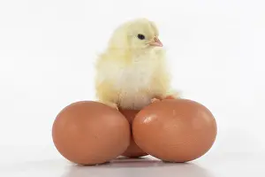 300620: BIRD, one day old chick, chicken, sitting on eggs