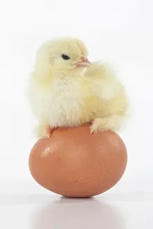 300620: BIRD, one day old chick, chicken, standing on an