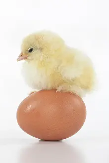 300620: BIRD, one day old chick, chicken, standing on an