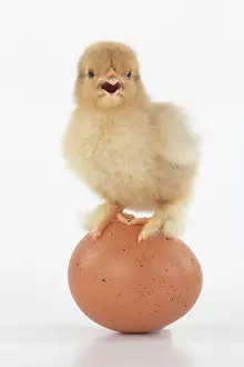 300620: BIRD, one day old chick, chicken, standing on an