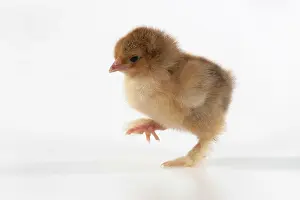300620: BIRD, one day old chick, walking, foot up, on white
