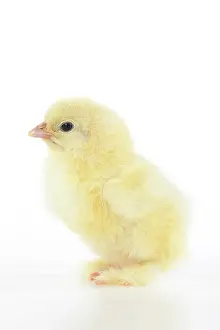 300620: BIRD, one day old chick, , on white background, studio