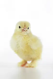 300620: BIRD, one day old chick, , on white background, studio
