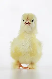 300620: BIRD, one day old chick, , on white background, studio