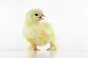 300620: BIRD, one day old chick, , on white background, studio