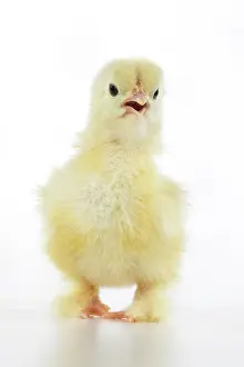 300620: BIRD, one day old chick, , on white background, studio