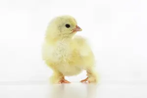 300620: BIRD, one day old chick, , on white background, studio