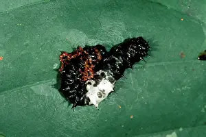 Dropping: Bird Dropping Mimic