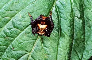 Alike: Bird Dropping Mimicking Spider