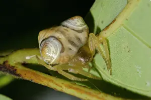 Ring: Bird-dropping Spider